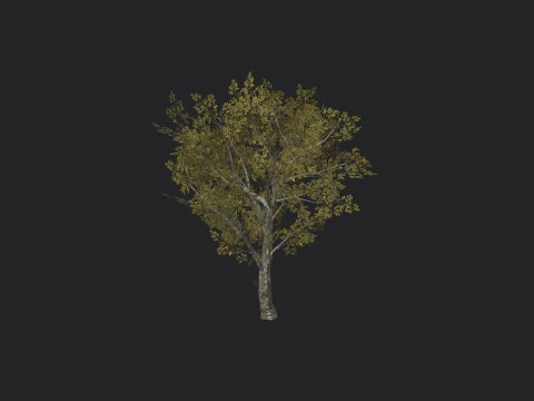 Tree 035 3D Model