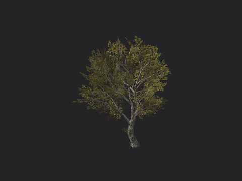 Tree 035 3D Model