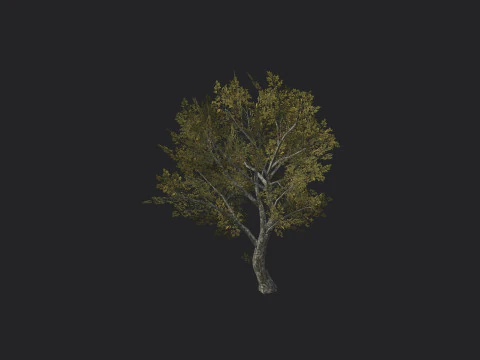 Tree 035 3D Model