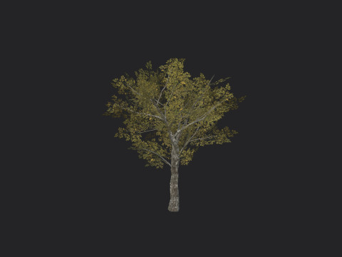 Tree 035 3D Model