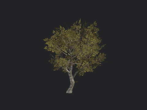 Tree 035 3D Model