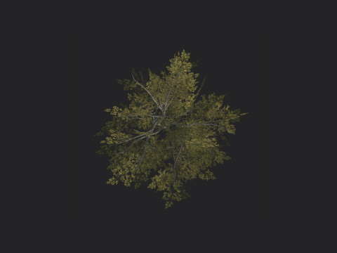 Tree 035 3D Model