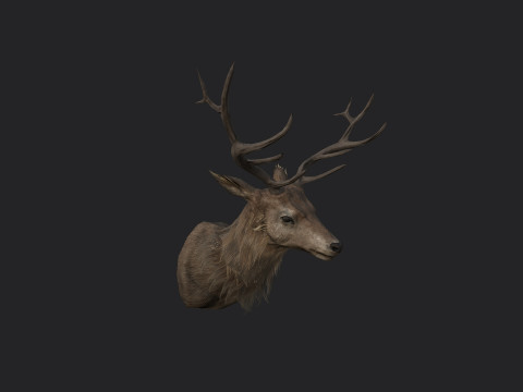 Deer 001 3D 모델