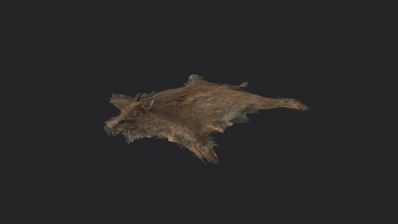 Pigskin 001 Model 3D .c4d .max .obj .3ds .fbx .stl .blend 