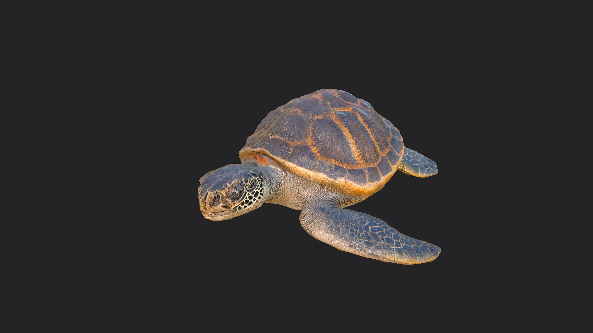 Sea turtle 001 3D Model .c4d .max .obj .3ds .fbx .stl .blend