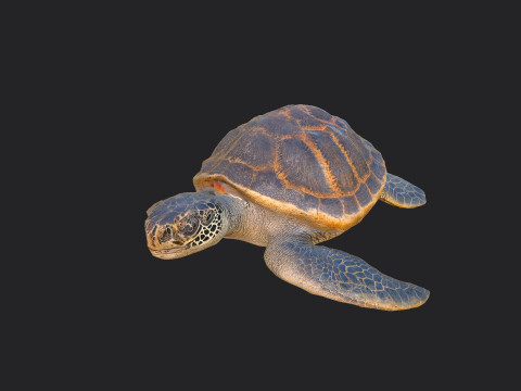 Sea turtle 001 3D Model