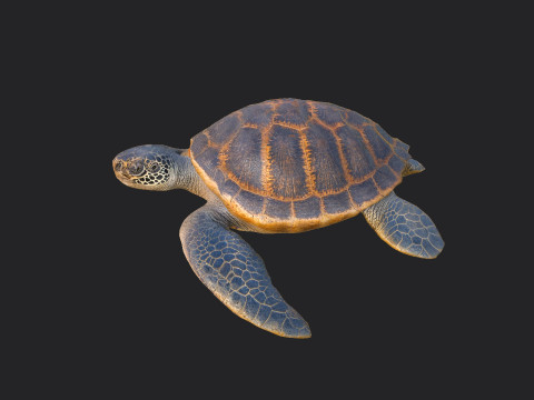 Sea turtle 001 Modelo 3D