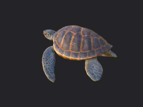 Sea turtle 001 Modelo 3D