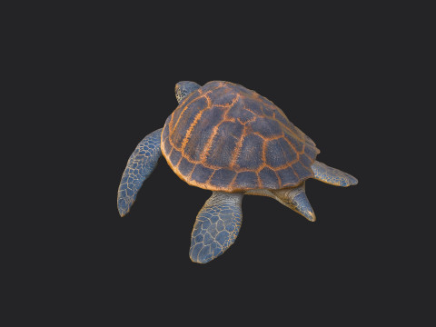Sea turtle 001 Modelo 3D