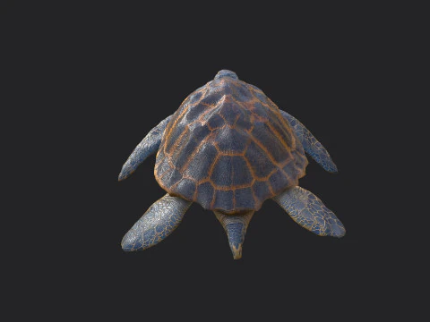 Sea turtle 001 3D Model