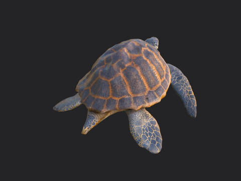 Sea turtle 001 Modelo 3D