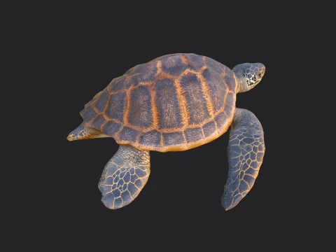 Sea turtle 001 3D Model