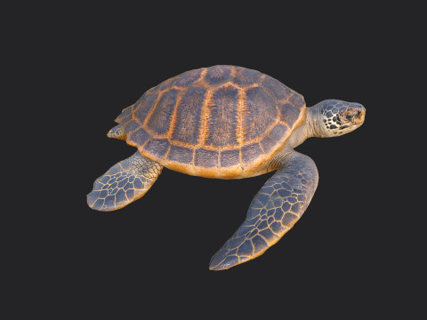 Sea turtle 001 Modelo 3D