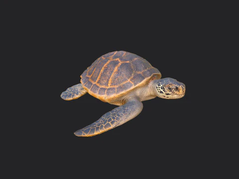 Sea turtle 001 3D Model