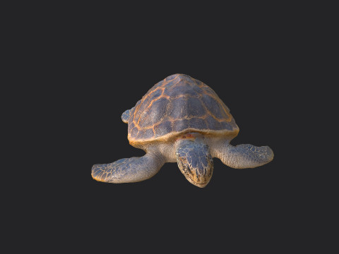 Sea turtle 001 Modelo 3D