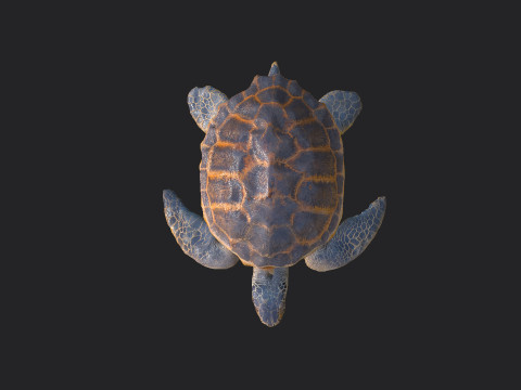 Sea turtle 001 Modelo 3D