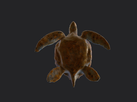 Sea turtle 001 Modelo 3D