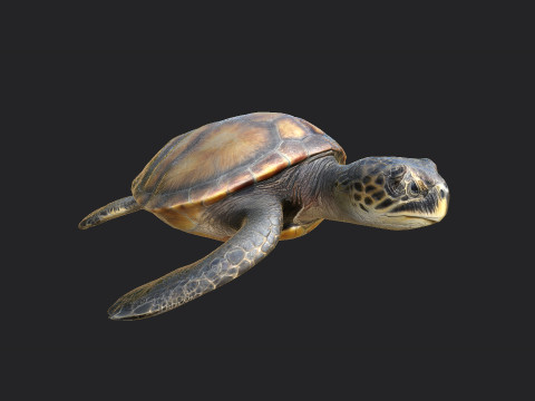 Sea turtle 002 3D Model