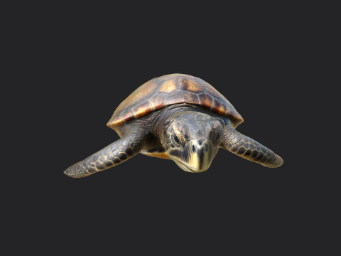 Sea turtle 002 Model 3D