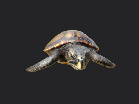 Sea turtle 002 3D Model