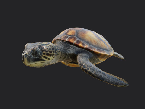 Sea turtle 002 Model 3D