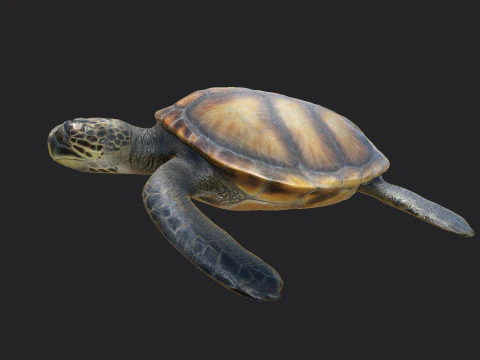 Sea turtle 002 3D Model