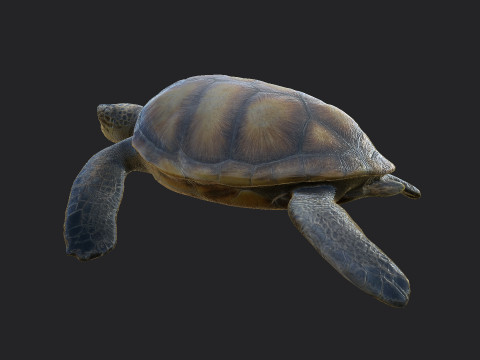 Sea turtle 002 Model 3D