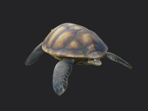Sea turtle 002 3D Model