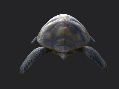 Sea turtle 002 Model 3D
