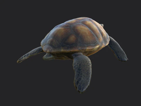 Sea turtle 002 3D Model
