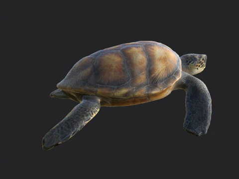 Sea turtle 002 3D Model