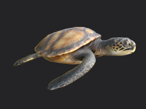 Sea turtle 002 3D Model