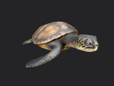 Sea turtle 002 Model 3D