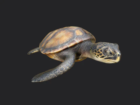 Sea turtle 002 3D Model
