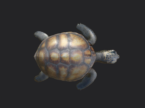 Sea turtle 002 Model 3D