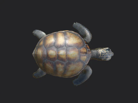 Sea turtle 002 3D Model