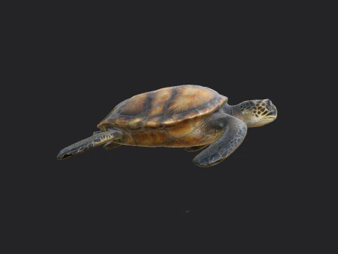 Sea turtle 002 3D Model