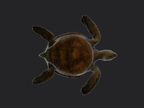 Sea turtle 002 Model 3D