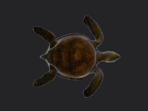 Sea turtle 002 3D Model