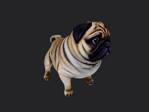 Shar pei Model 001 3D Model