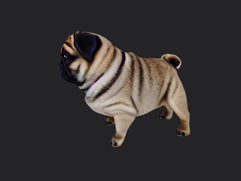 Shar pei Model 001 3D Model