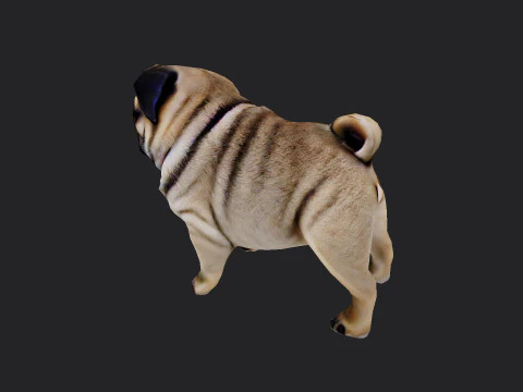 Shar pei Model 001 3D Model