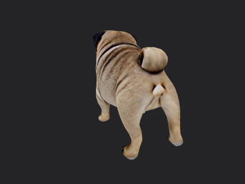 Shar pei Model 001 3D Model