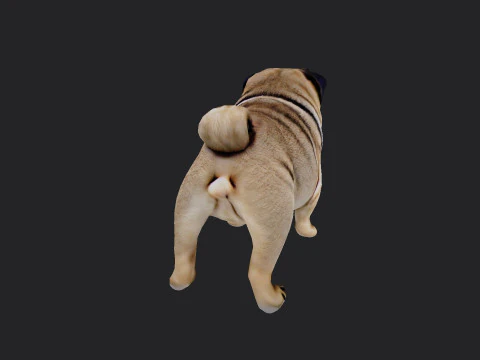 Shar pei Model 001 3D Model