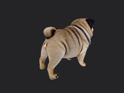 Shar pei Model 001 3D Model