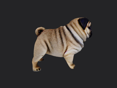 Shar pei Model 001 3D मॉडल