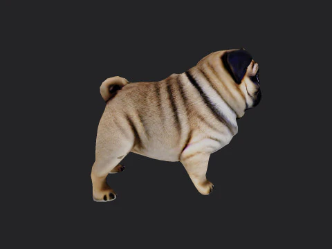 Shar pei Model 001 3D Model