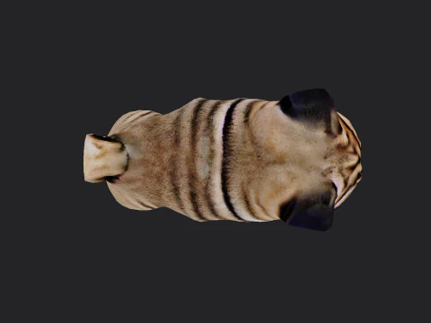 Shar pei Model 001 3D Model