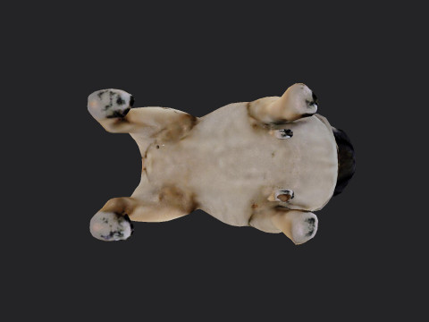Shar pei Model 001 3D मॉडल