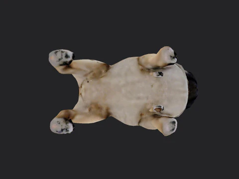 Shar pei Model 001 3D Model